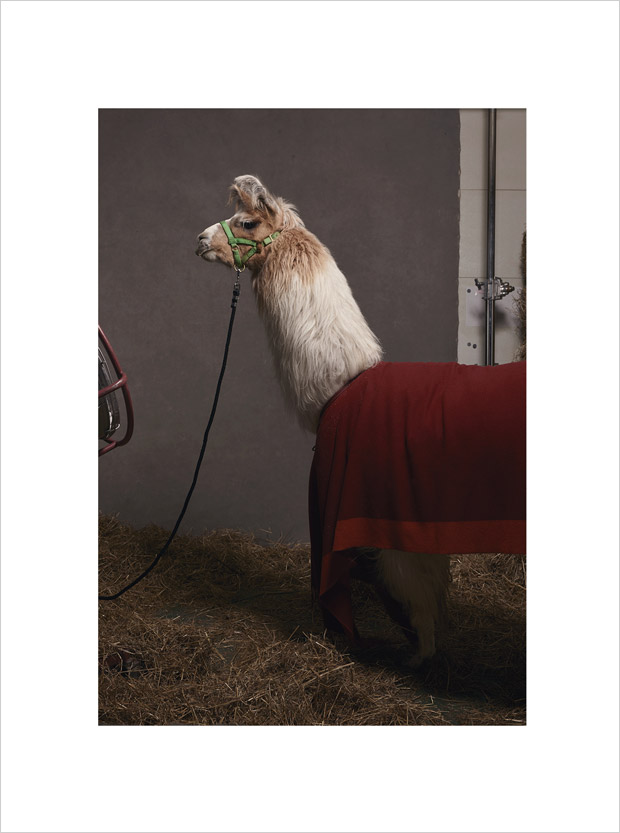 Garrett Neff in Llamas and Pajamas! for Vogue US Online